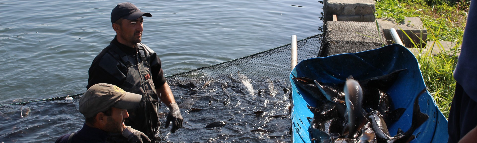 Fish_Farm_in_Armenia_1.jpg