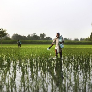 india-man-spreads-fertilizer=on-rice-paddy-field.jpg