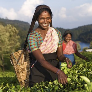 Tamil-women-tea-picking.jpg