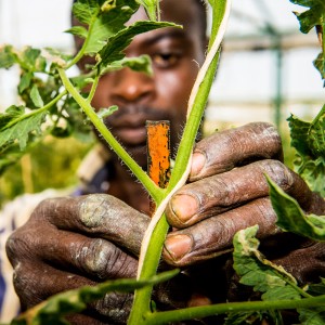 measuring crops 20160120_094.jpg