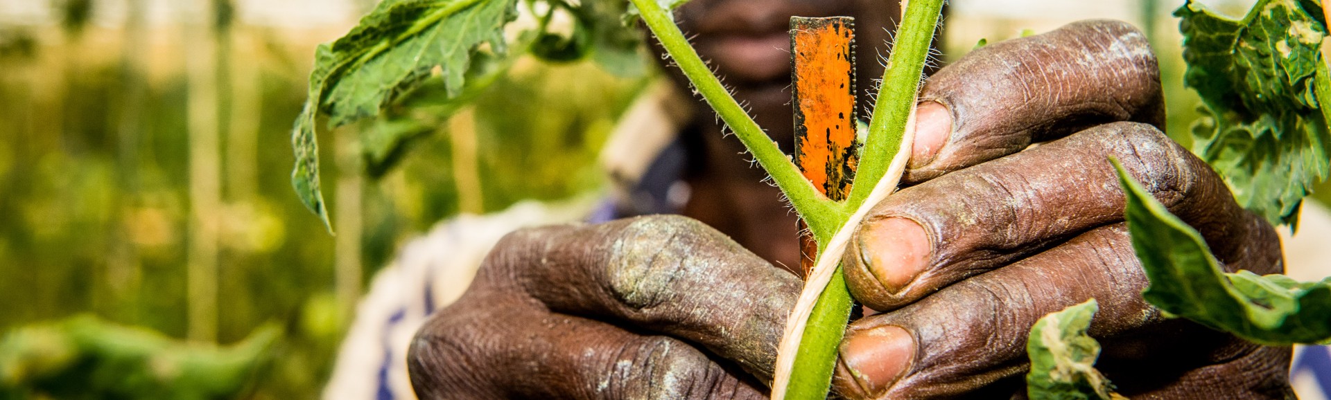 measuring crops 20160120_094.jpg